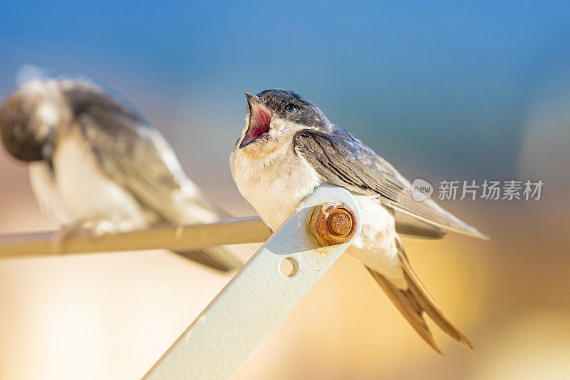 谷仓燕子(Hirundo rustica)在我的窗口靠近。躺在我的衣架上，打哈欠